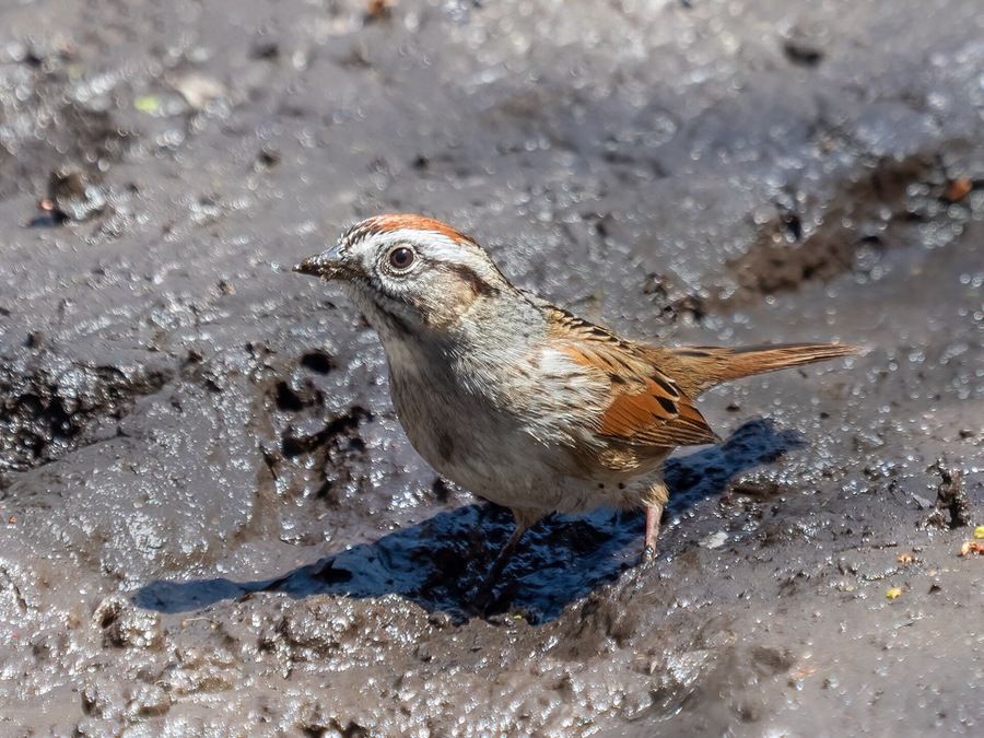 Swamp Sparrow in Prospect Park, Brooklyn by Rhododendrites is licensed under CC BY-SA 4.0.